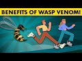 The antibacterial benefits of wasp venom