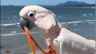 Barney Takes Himself For A Walk At Wick Beach, In Pacific Rim National Park