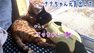 【乳腺癌の疑いが出た翌日】術後服のナナを心配するテト