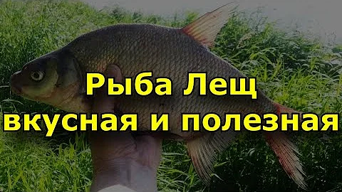 лещ — вкусная и полезная рыба.