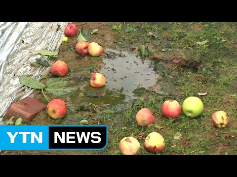 [취재N팩트] 강풍에 무너지고 떨어지고...전국 할퀸 태풍 &amp;#39;링링&amp;#39; / YTN