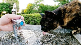 熱中症予防のため水をたっぷりと飲むサビ猫