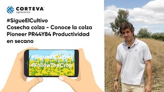 #SigueElCultivo Colza PR44Y84: Conoce la colza Pioneer. Productividad en secano.