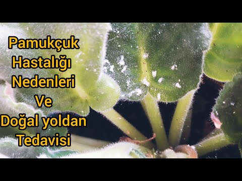 Video: Menekşelerde Beyaz çiçek: Menekşe Yaprakları Un Gibi Görünen Beyaz Bir çiçekle Kaplıysa Ne Yapmalı? Hastalık Nasıl Tedavi Edilir?