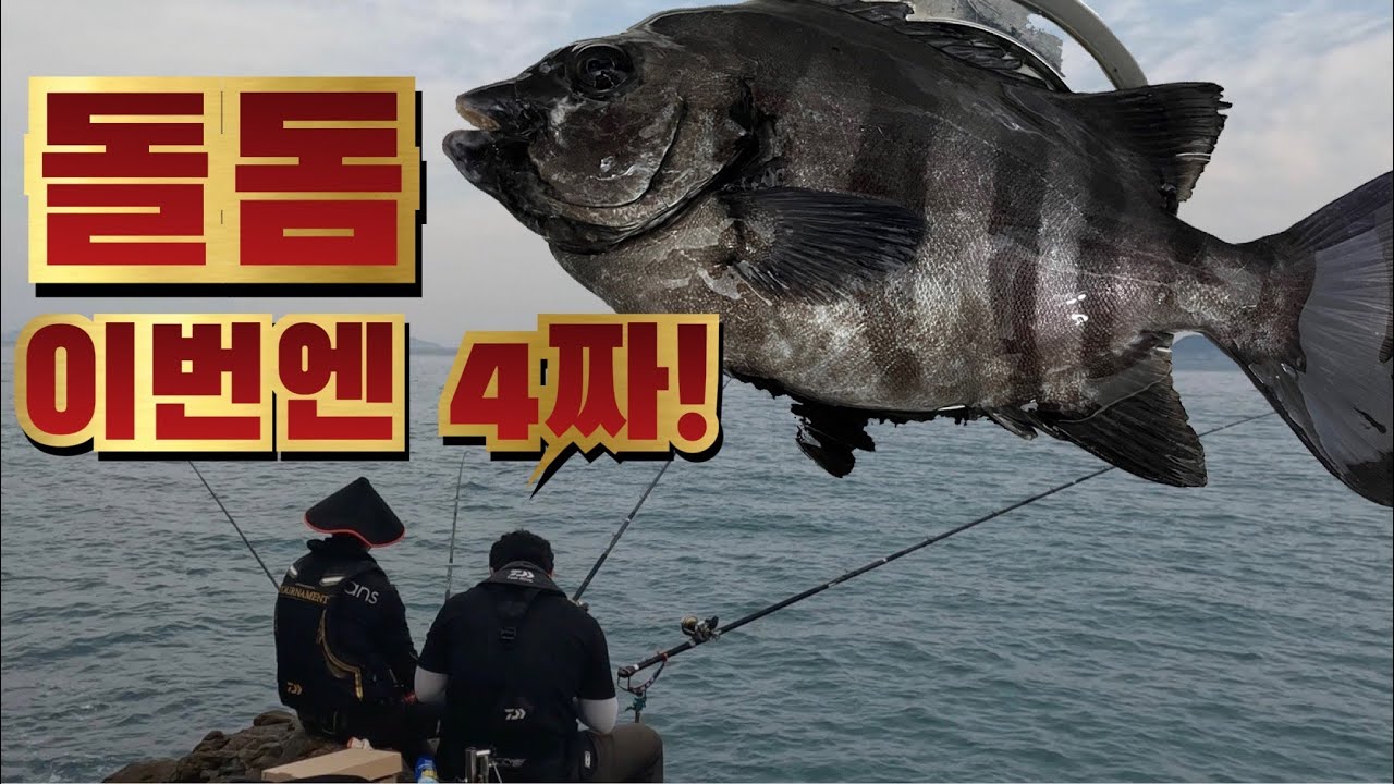 첫 돌돔4짜입니다~ 여수 평도 돌돔 찌바리도 쏟아집니다 - YouTube