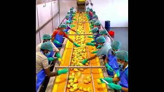Mango feeding and cutting #abcfruits #mango #feeding #cutting #krishnagiri #shorts #processing