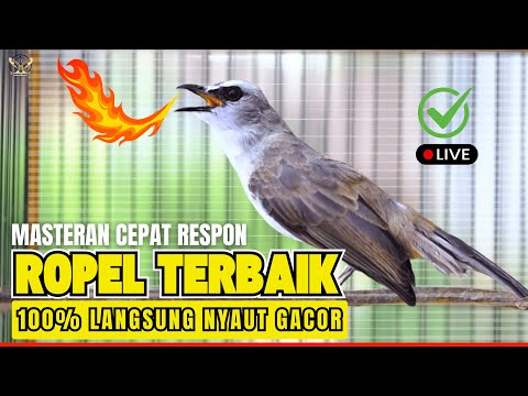 50K BISA PILIH-PILIH EMPLUK.!!Kondisi Warung Kono