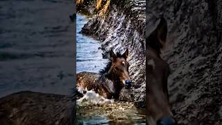 Animal warning to humans #shorts #viral #dogs #rescue #animals