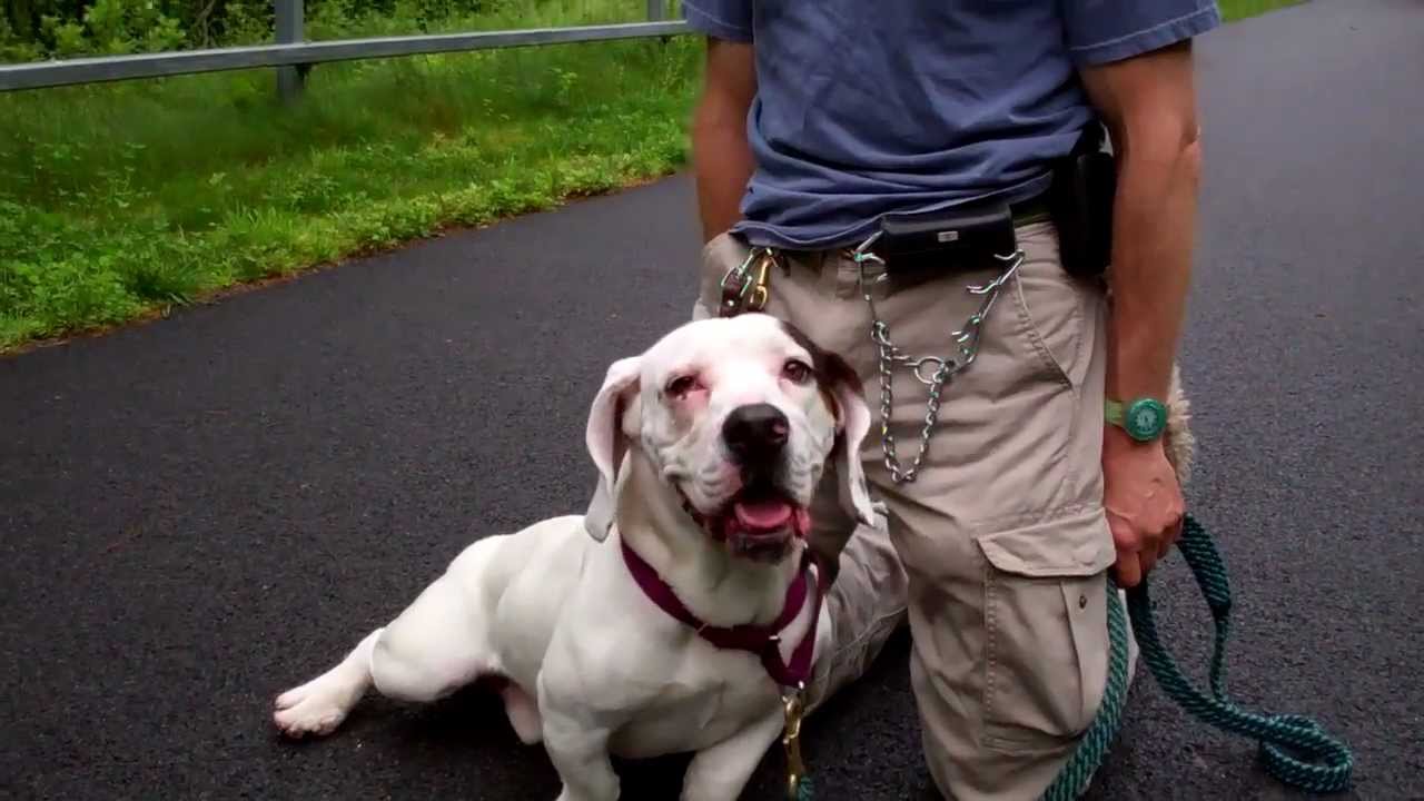 bulldog hound mix