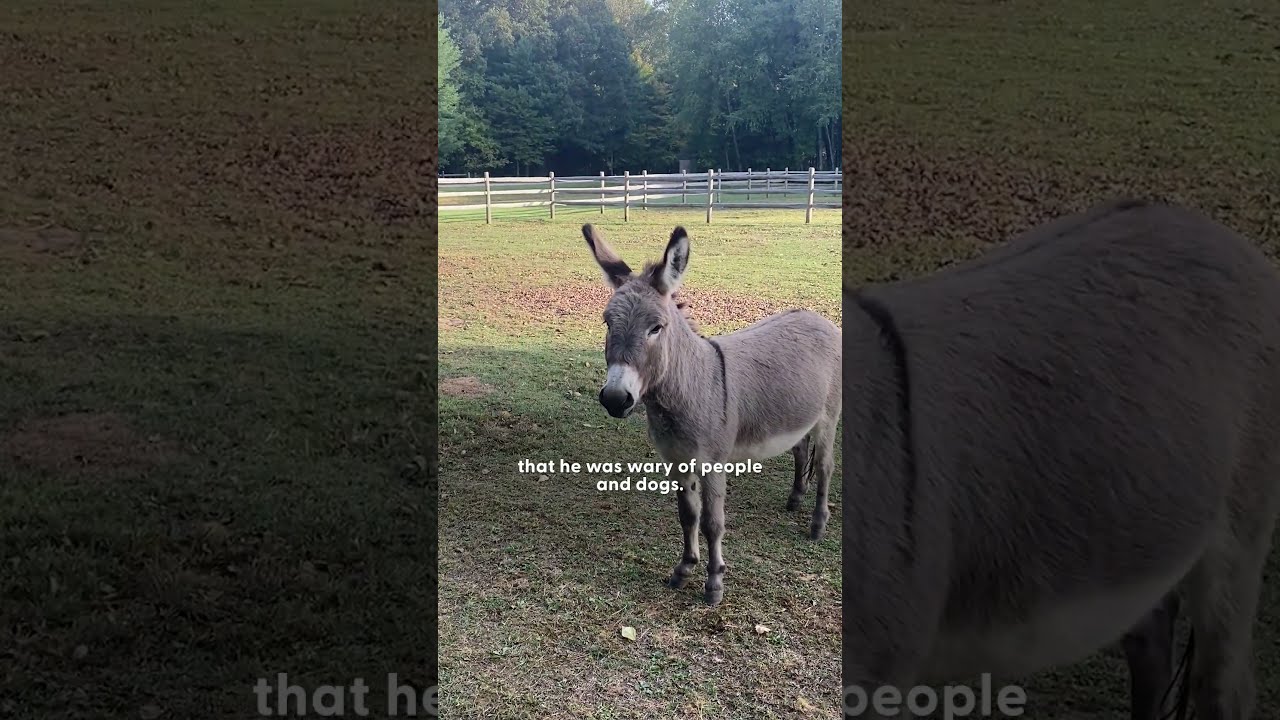 Rescue Pit Bull Finds Unlikely Best Friend In A Donkey The Dodo