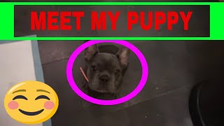 MEET MY NEW  PUPPY FRENCH BULLDOG by CUTE FURRY FRIENDS VIDEOS 30 views 4 years ago 2 minutes, 24 seconds