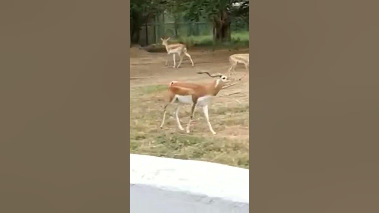 हिरन का लड़ाई Gkp zoo शॉर्ट्स myfirstvlog YouTube