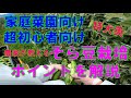 【家庭菜園向け】そらまめ栽培　農家がポイントを解説（重要）