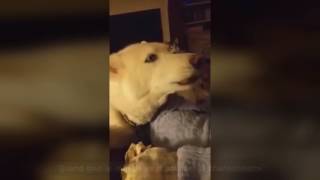 Le Zap De Spi0N N299