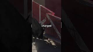 Bulls hate red colour         fact or myth
