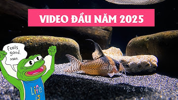 QUÁ TRÌNH NUÔI VÀ CHĂM SÓC CORYDORAS (CÁ CHUỘT ) P10