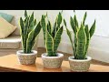 CINCO DICAS PARA CULTIVAR PLANTAS DENTRO DE CASA
