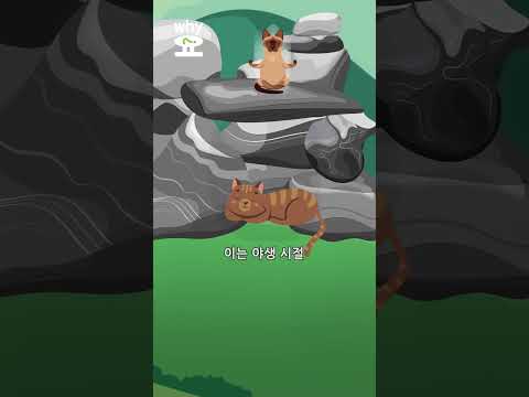 [<strong>Why요</strong>?] &amp;#39;상자 덕후&amp;#39; 고양이, 왜일까? #shorts