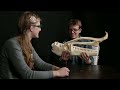 Introducing: SciShow Talk Show!  Emily, Rhinos, and Cas the Arctic Fox