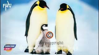 Penguin sound effect free | Penguin sound effect no copyright | pengin | copyright free birds sound.