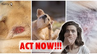 Skin Diseases in Dogs  Common Types and  How to Identify Them