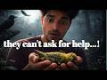 SAVE BIRDS AND ANIMALS | BIRD FEEDER IN SUMMER #birds #birdfeeder
