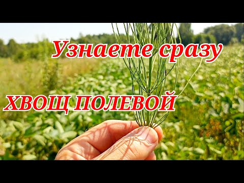 Так выглядит реликтовая трава -  хвощ полевой.