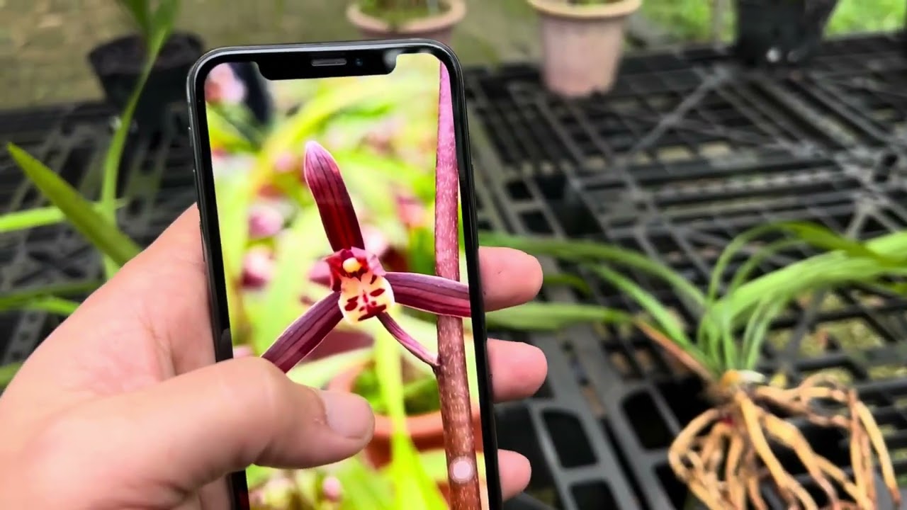 Xuất Địa Lan Vàng Danh Yên Tử, Mặc Đen, LH 0826111000