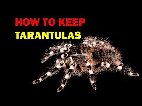 Como manter Tarantulas (estranhos e maravilhosos animais Episódio 8 de 15)