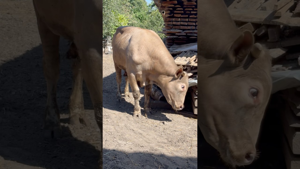 Колобок робить все на зло 