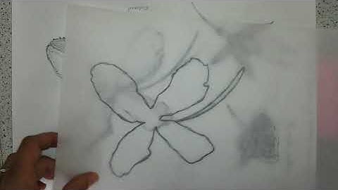 Repeat Pattern Natural Forms