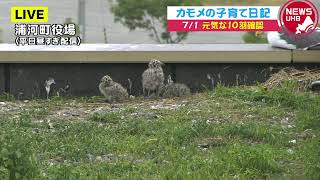 🔔LIVE… カモメの子育て日記