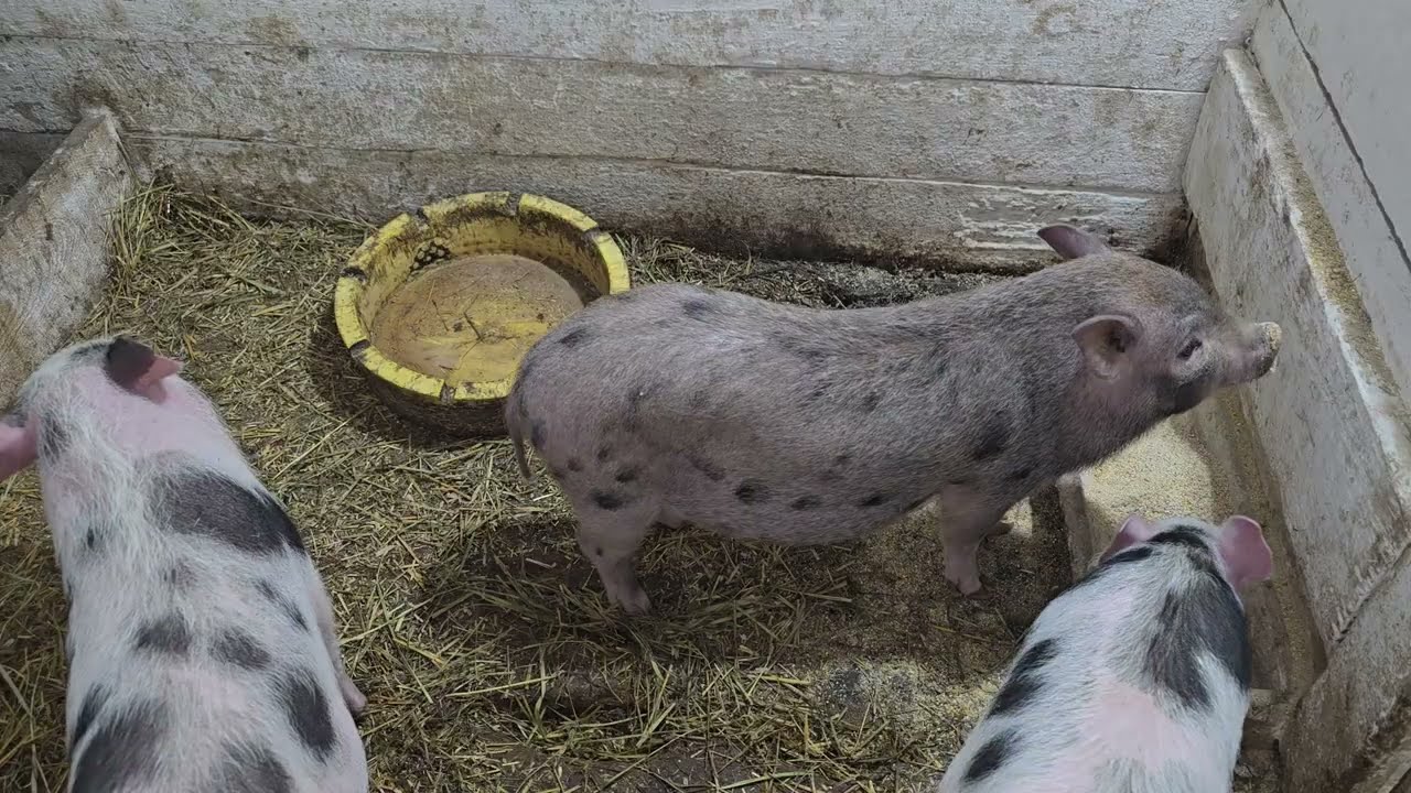 Лечим поросяток! Белый Наверно пропадёт🤷‍♂️!Что  с ним не так?