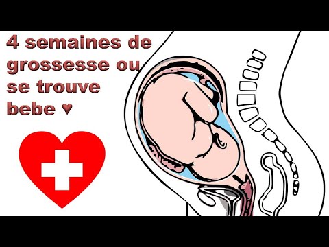 Vidéo: 4ème Semaine De Grossesse - Taille Du Fœtus, Examens, échographie, Recommandations