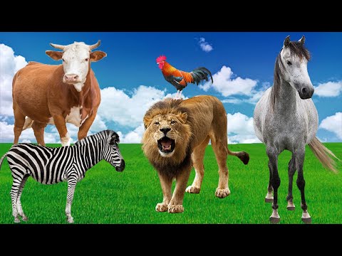 Family animal sounds, horse, dog, lion, pig, animal video