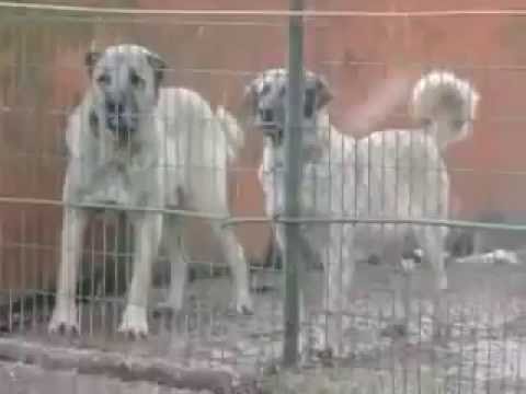 Turkish Kangal Dog 5 Youtube