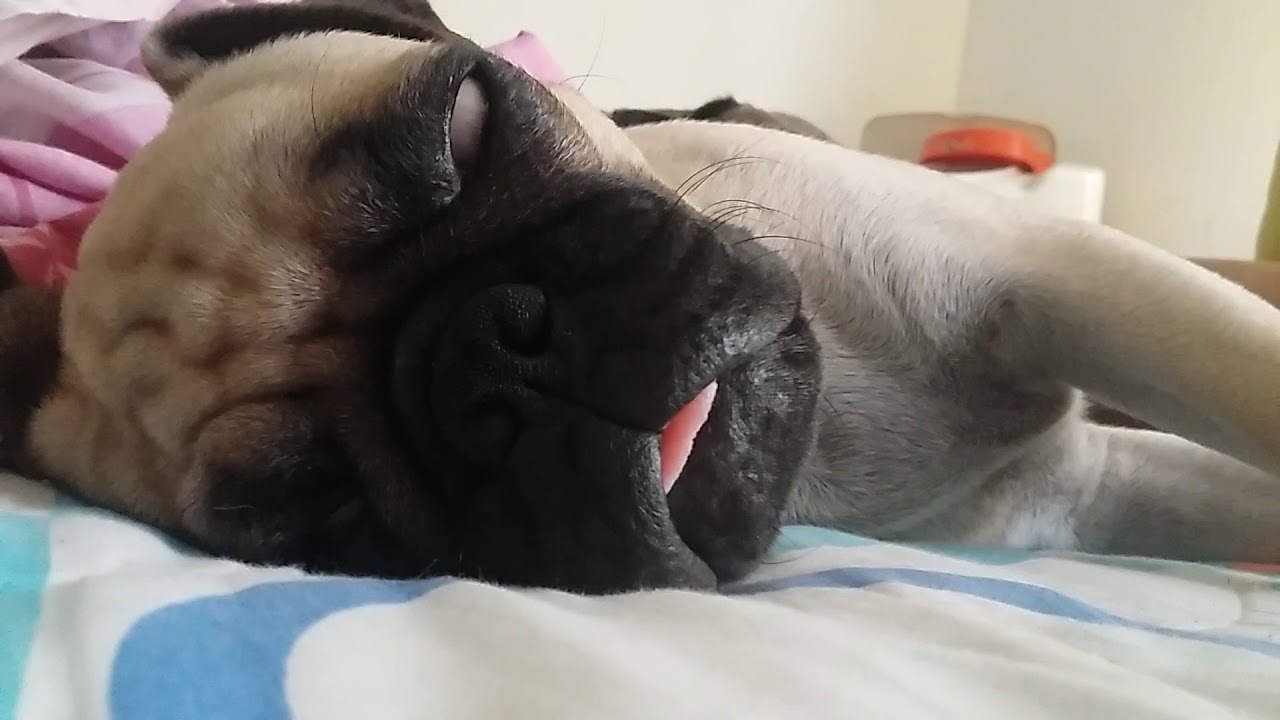 Porque Mi Gato Saca La Lengua Y Respira Rapido