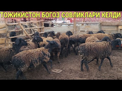 ТОЖИКИСТОНДАН КЕЛДИ БОГОЗ СОВЛИКЛАР ☎️+998998681160☎️