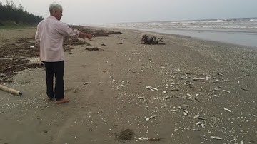 Cá chết trôi dạt gần 4km dọc bờ biển Hà Tĩnh | VTC14