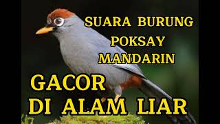 SUARA BURUNG DI ALAM LIAR