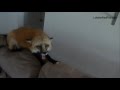 Don't eat the couch Don't eat the couch