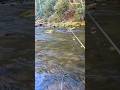 Brook trout #fishing