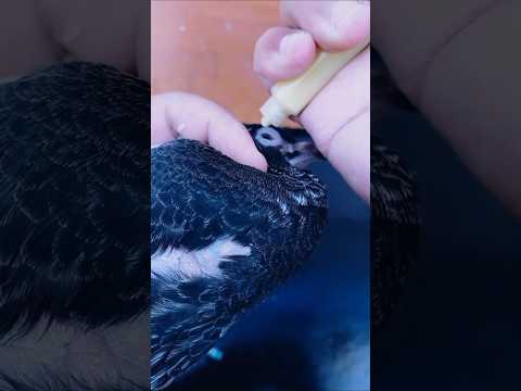 اسرع طريقة لعلاج دمعة العين فعالة جدا غاوي Birds غاوي السلاكة طيور Pigeon اكسبلور