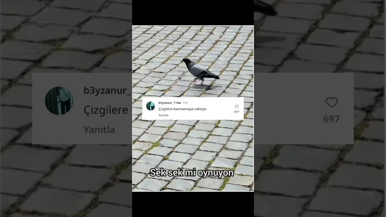 Michael Jackson dansı yapan kuş