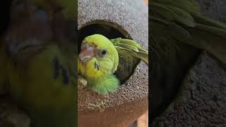 Budgies breeding progress #breedingsetup #breedingbudgies #breeding #budgies #budgiesbreeding #india
