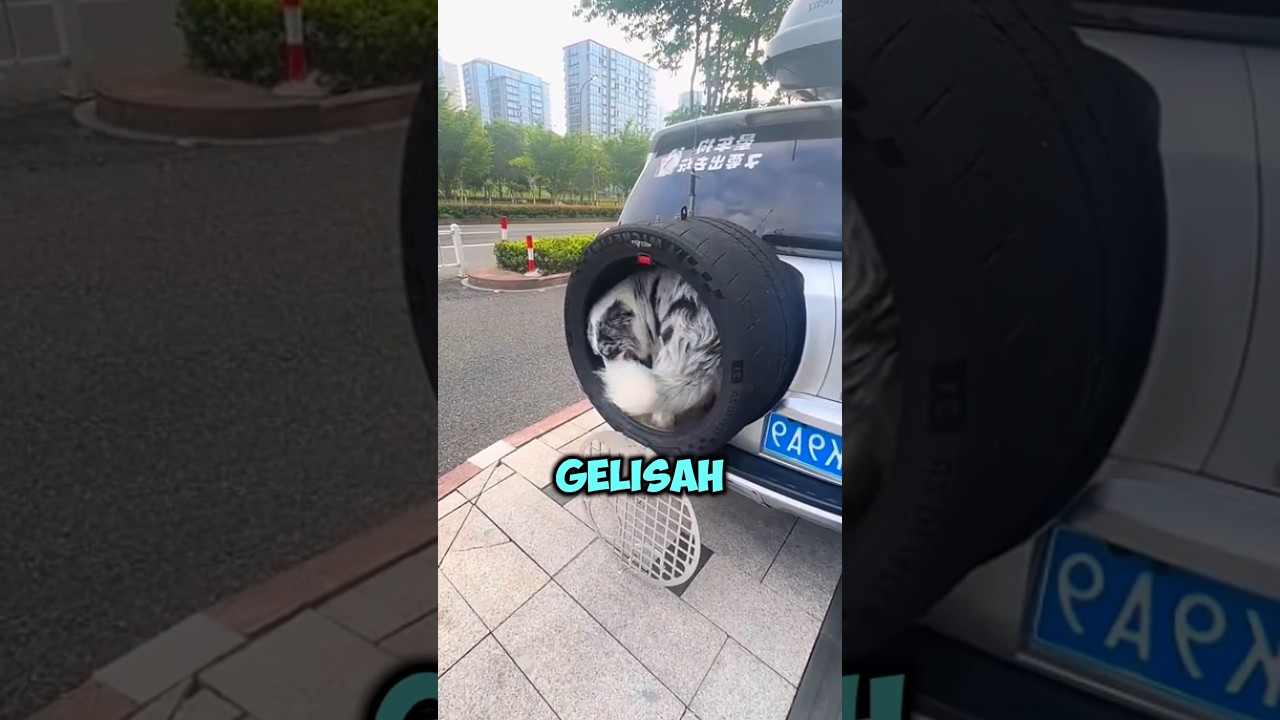 Ban Serep Mobilnya Disulap Jadi Tempat Duduk VIP Khusus Si Doggy! #shortsviral