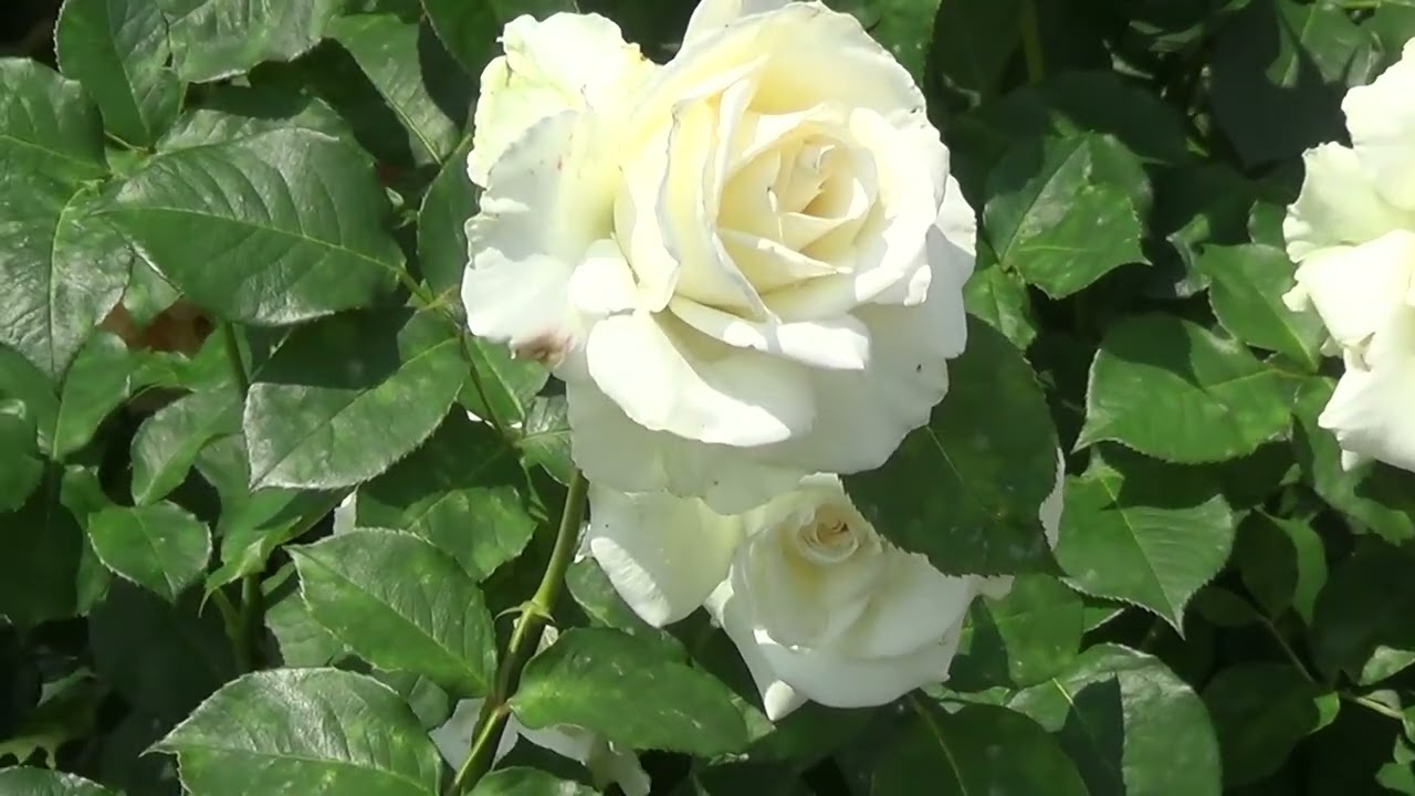 Роза Сью Хипкин 2025. И другие.