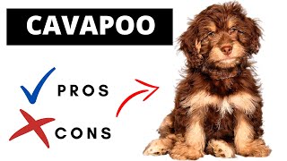 Cavapoo Pros And Cons | Should You REALLY Get A CAVAPOO?