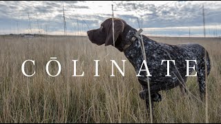 GERMAN SHORTHAIRED POINTER（ジャーマン・ショートヘアード・ポインター）By COLINATE/コーリネイト