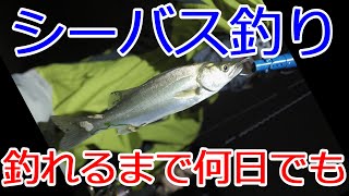 シーバス釣り 21 茨城県涸沼広浦公園 釣り 21年07月05日の釣果情報 シーバス狙い ルアー釣り カメラと共に旅に出る タコちゃんずのブログ